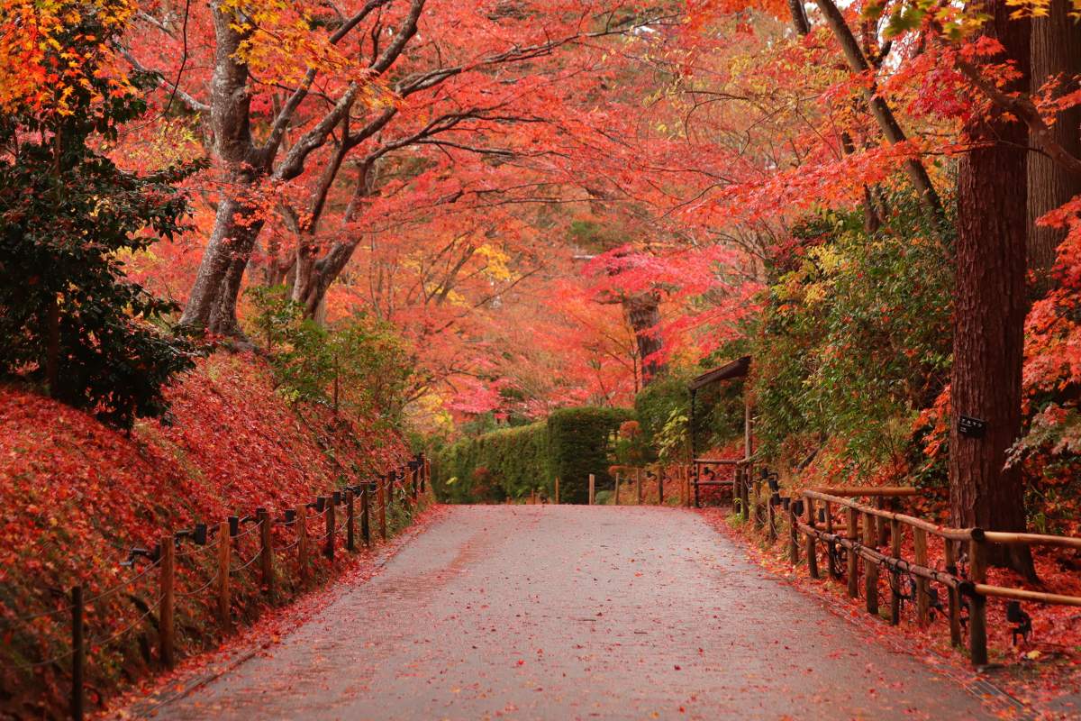 東北賞楓｜岩手縣平泉地區「中尊寺」拍攝攻略：金色堂、弁財天堂、峯藥師堂