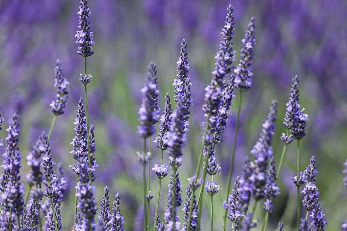 東京近郊｜不只富良野！東京出發一日遊推薦：5大薰衣草花田