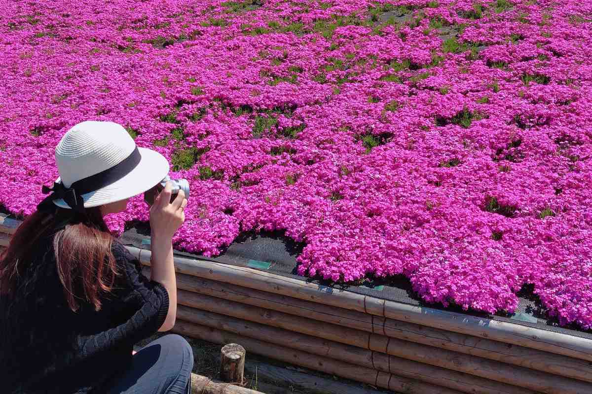 關東自由行｜東京近郊必訪「5大芝櫻絕景」！一日遊推薦地點