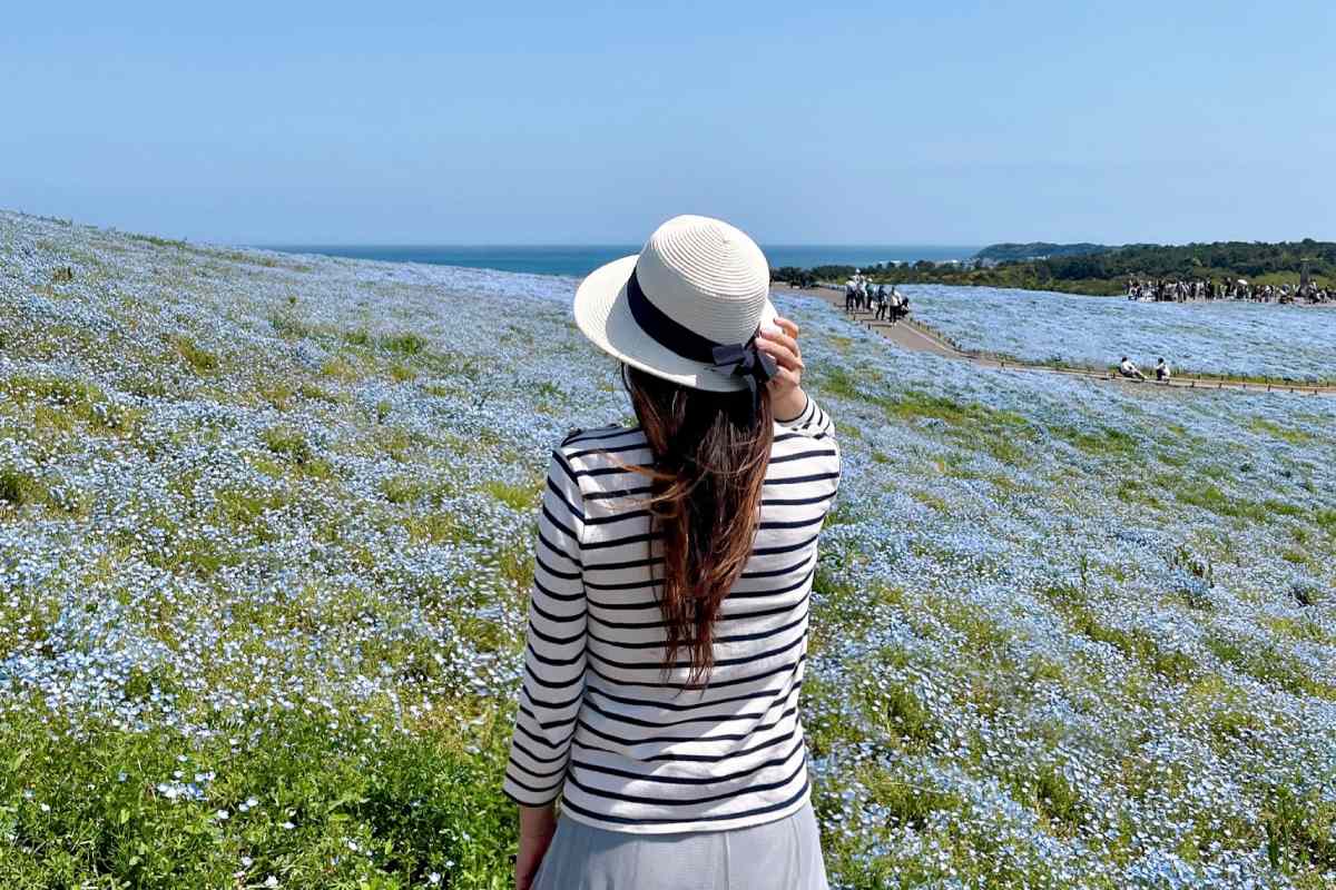 茨城絕景｜國營常陸海濱公園2大必訪花季！春天粉蝶花、秋天掃帚草