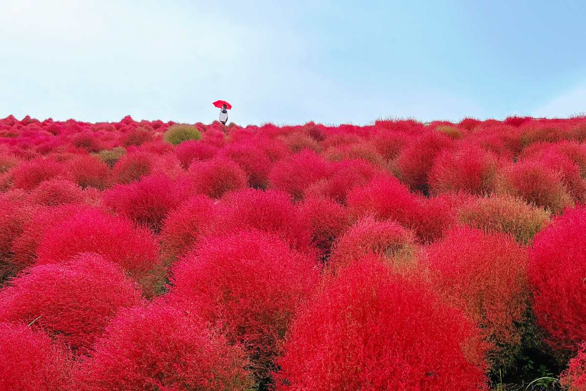 都道府縣制霸｜深藏不露「茨城縣絕景」15選！別再說魅力度墊底
