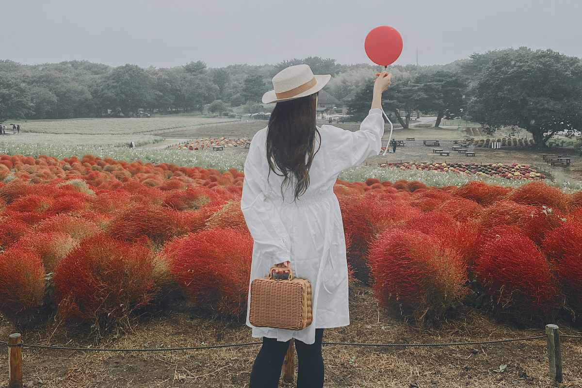 東京近郊｜茨城2天1夜經典行程「國營常陸海濱公園」賞掃帚草、那珂湊魚市場吃海鮮