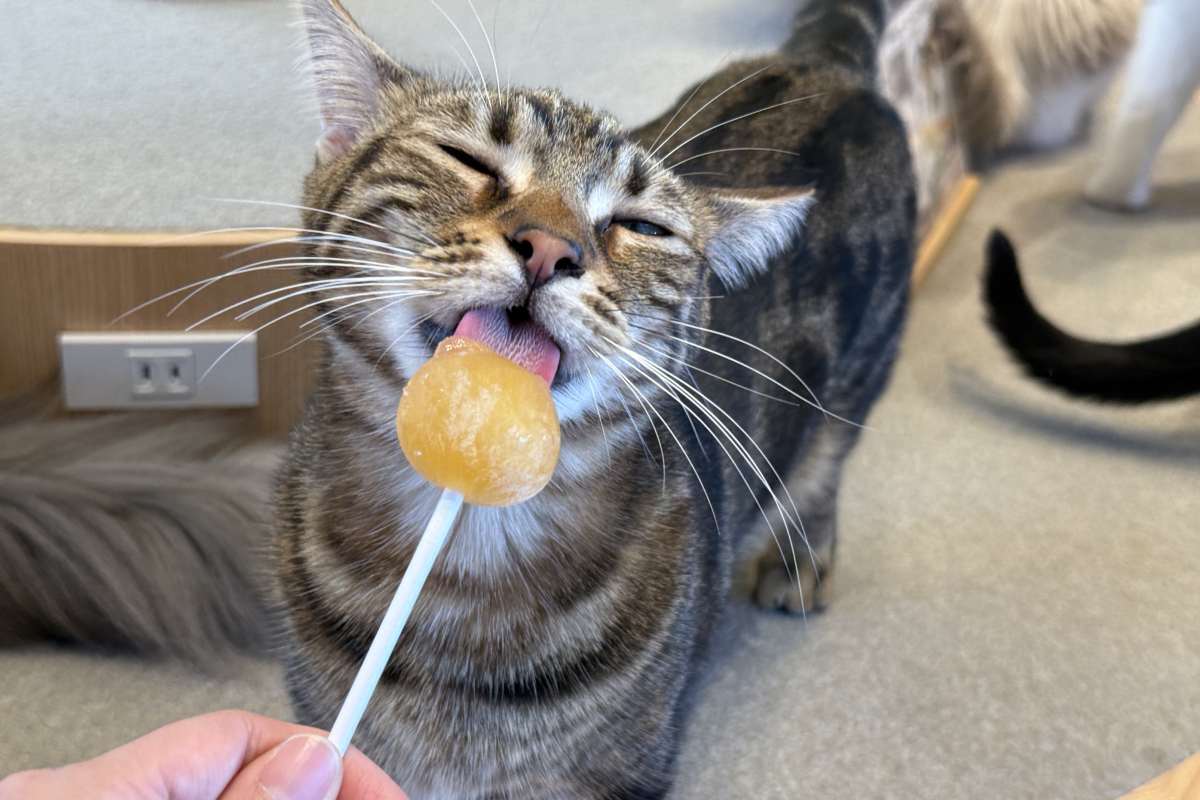 東京景點｜東京療癒系「動物咖啡廳」5選！擼貓咪、餵食兔子不是夢