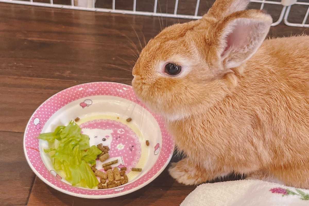 東京景點|東京療癒系「動物咖啡廳」5選!擼貓咪、跟狗狗玩耍、餵食兔子