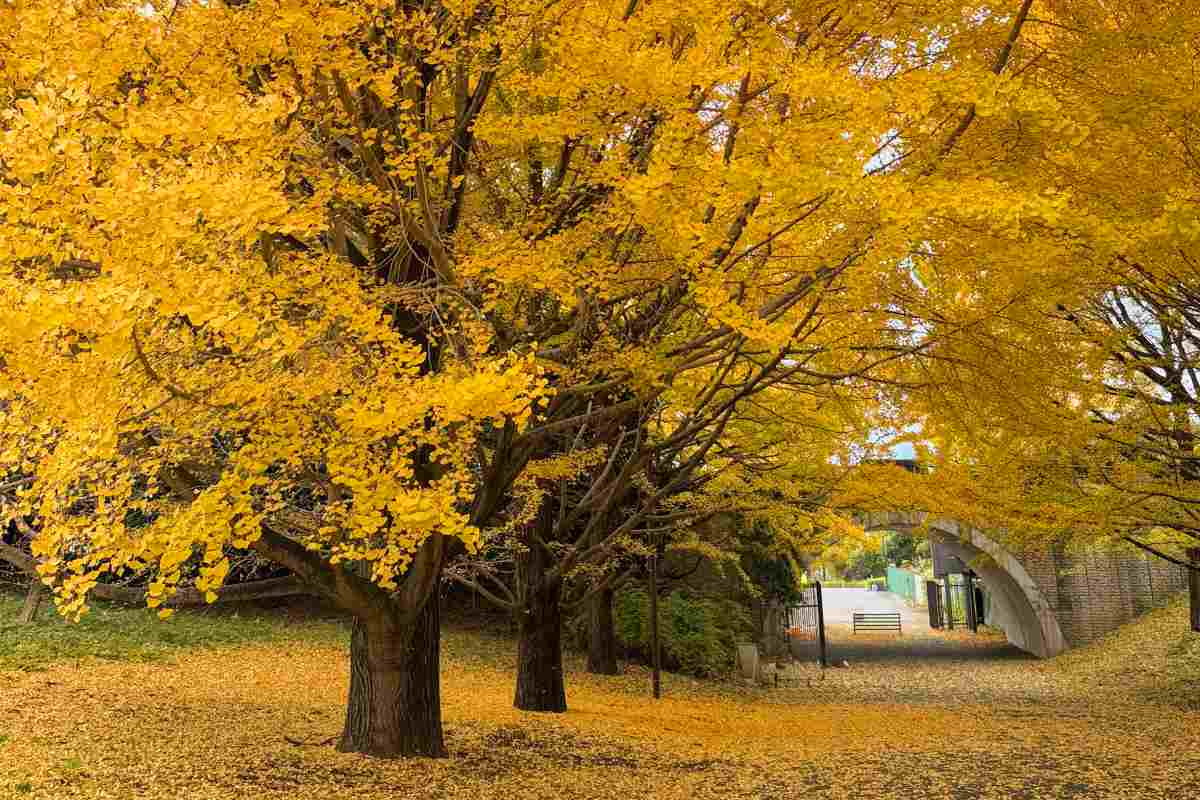 東京旅遊｜不只有明治神宮外苑！「東京銀杏6選」見頃時間、夜間點燈攻略