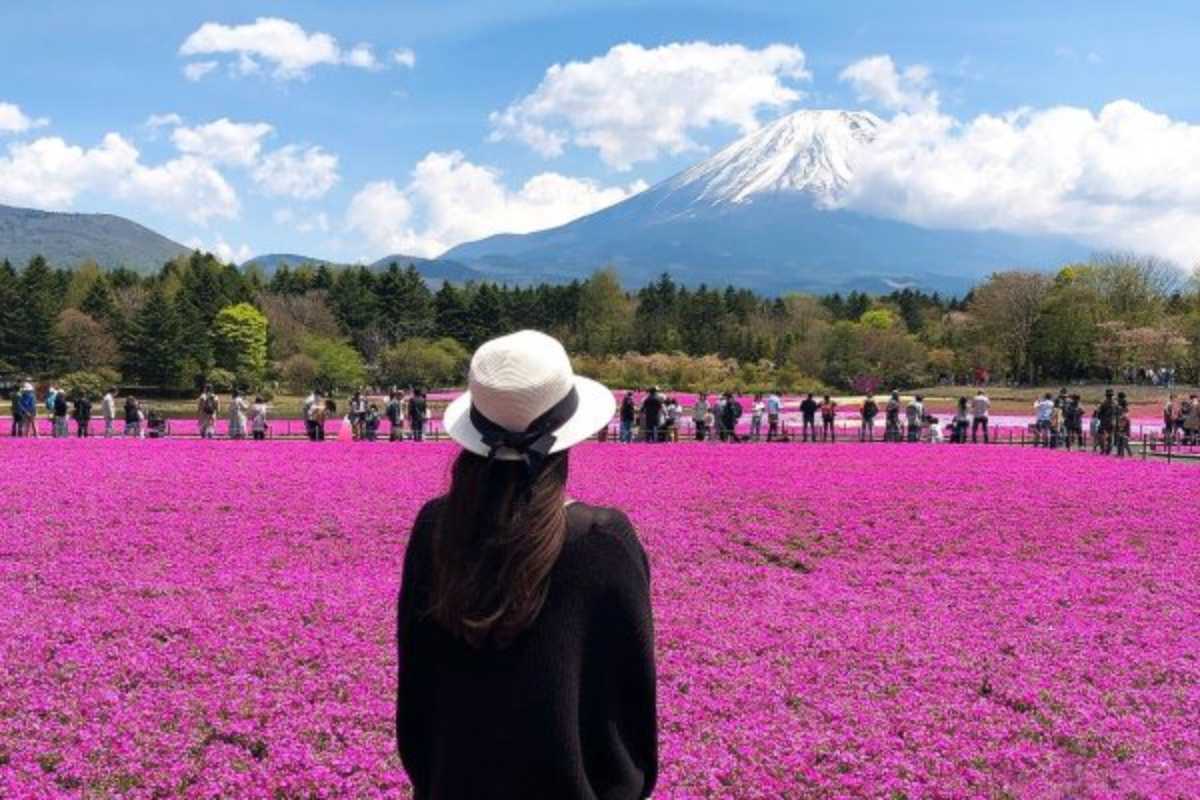 2026 富士芝櫻祭｜最新交通攻略、購票教學，5個拍出「粉紅富士山」的神視角